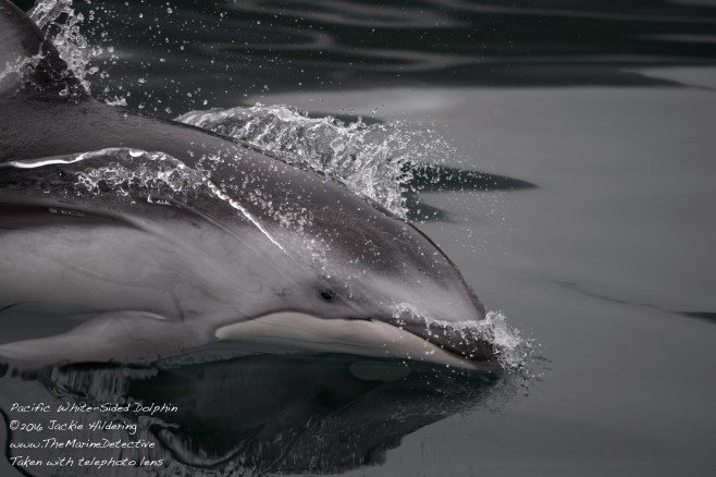 @2016 Jackie Hildering-10637