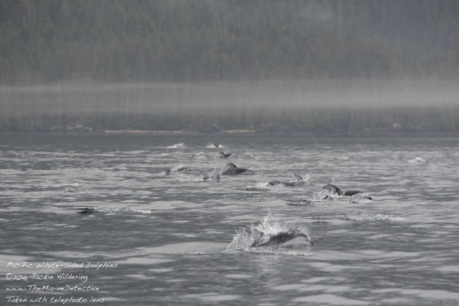 @2016 Jackie Hildering-10648