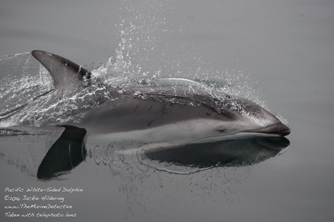 @2016 Jackie Hildering-10675