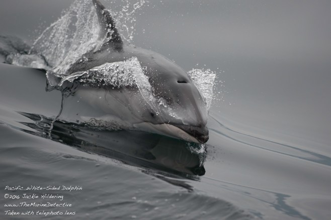 @2016 Jackie Hildering-10688