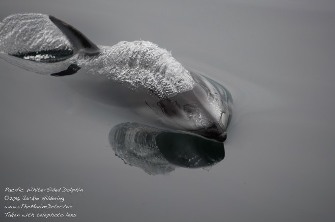 @2016 Jackie Hildering-10692