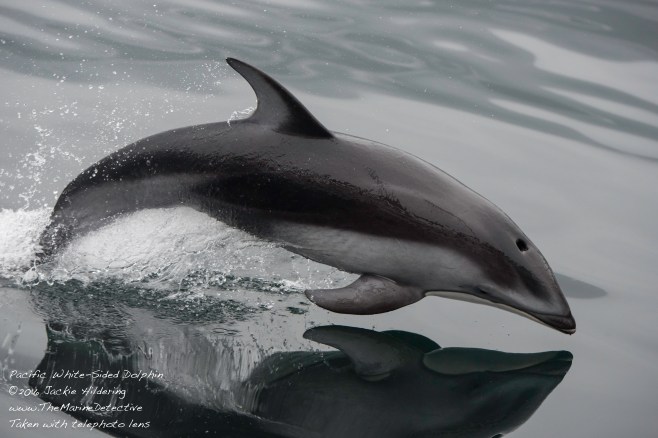 @2016 Jackie Hildering-10698