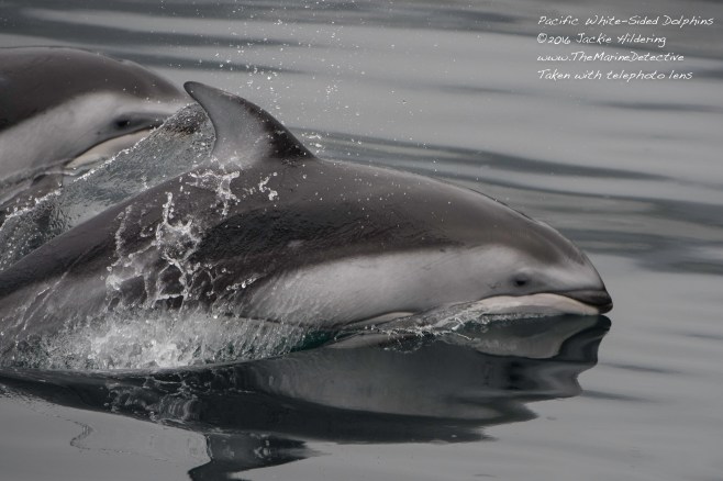 @2016 Jackie Hildering-10725