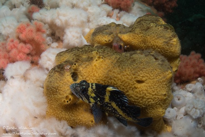 A sponge couch for these fish. ©Jackie Hildering.