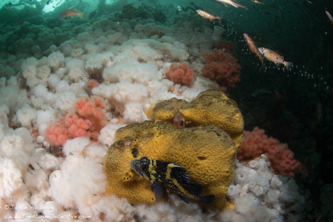 The view at about 8 metres . ©Jackie Hildering.