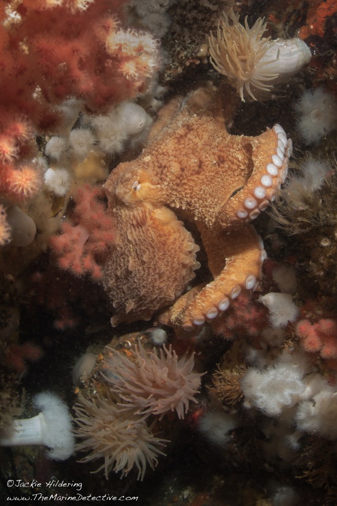 jackie-hildering-13796