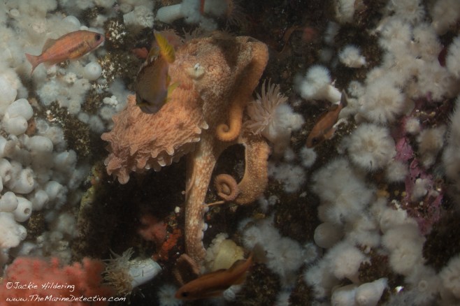Eight-Legged Dive Buddy! ©Jackie Hildering.