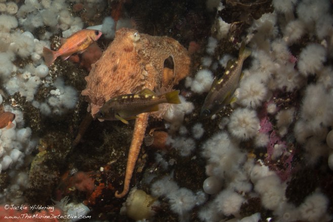 jackie-hildering-13799