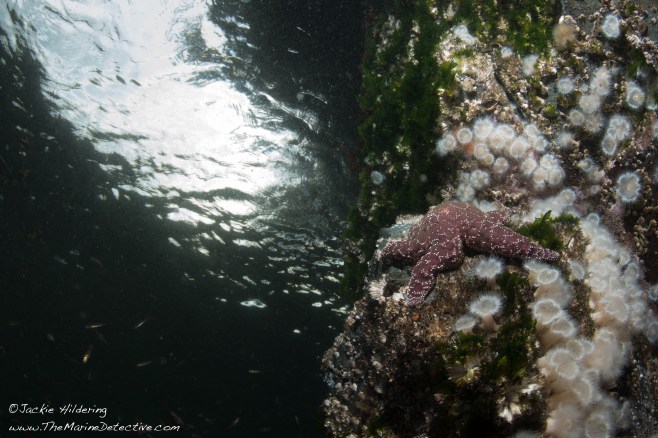 View to the surface. ©Jackie Hildering.