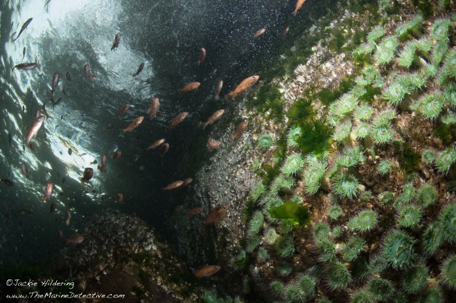 View towards the surface. ©Jackie Hildering.