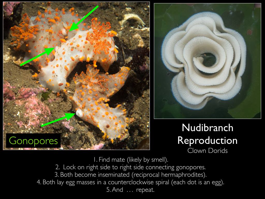 15391252_10155035088154218_4230382590543451490_o