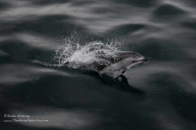 Pacific White-Sided Dolphin in the rain. ©2016 Jackie Hildering.