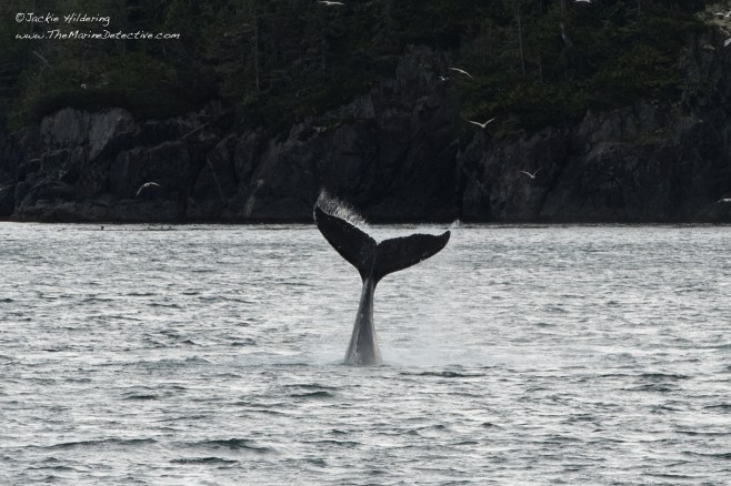 Freckles the Humpback (BCY0727) tail-lobbing. ©2016 Jackie Hildering.