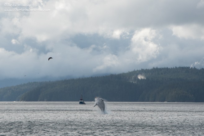 Freckles the Humpback Whale (BCY0727) breaching. ©2016 Jackie Hildering.