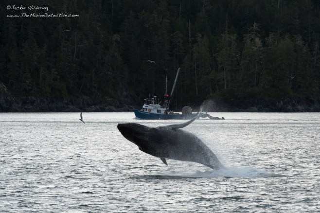 Freckles the Humpback Whale (BCY0727) breaching. ©2016 Jackie Hildering.