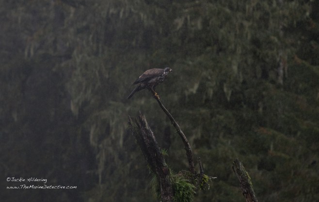 Juvenile Bald Eagle water dripping off beak. Imagine the sounds and smells I cannot relay in this image - the rain falling on the Ocean; the calls of eagles, ravens, various ducks and gulls; and the air thick with the smell of Chum Salmon that fought their way back to the river where they were born to ensure their offspring have the best chance of a healthy environment by fertilizing it with their own bodies. ©2016 Jackie Hildering.