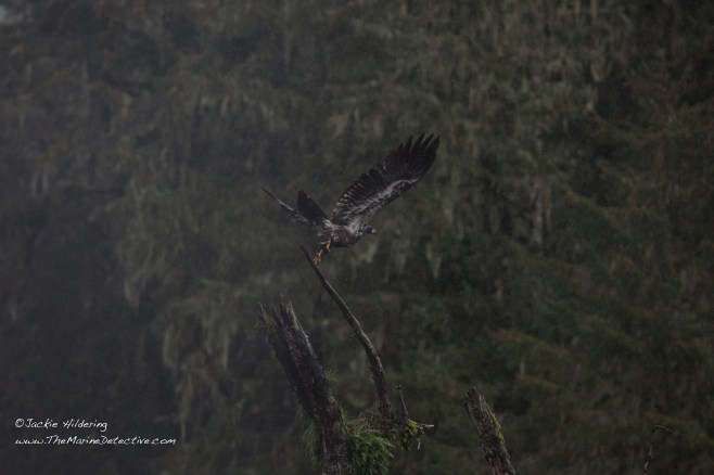 Wet juvenile Bald Eagle takes flight. ©2016 Jackie Hildering.