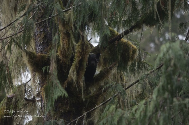 Black Bear cub with lichen draped over his/her right ear