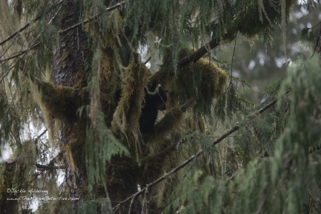 jackie-hildering-14696