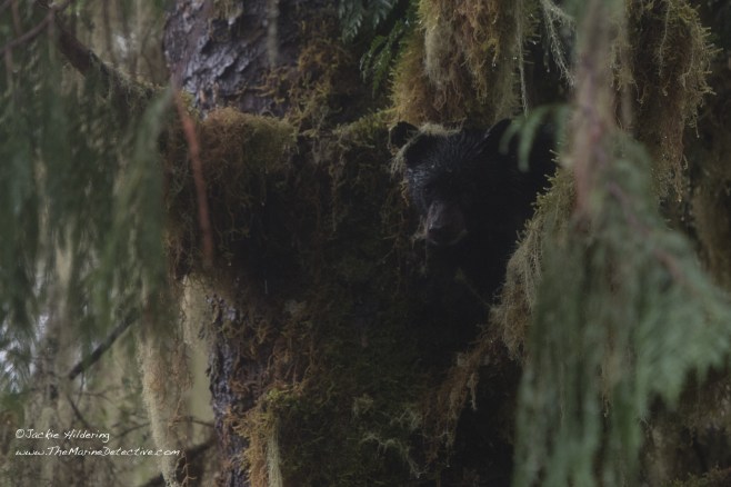 Close-up. Little Black Bear Cub peering down from moss-covered Cedar. ©2016 Jackie Hildering.