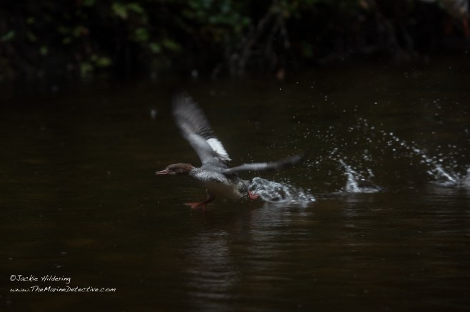 Merganser running to before flight. ©2016 Jackie Hildering.