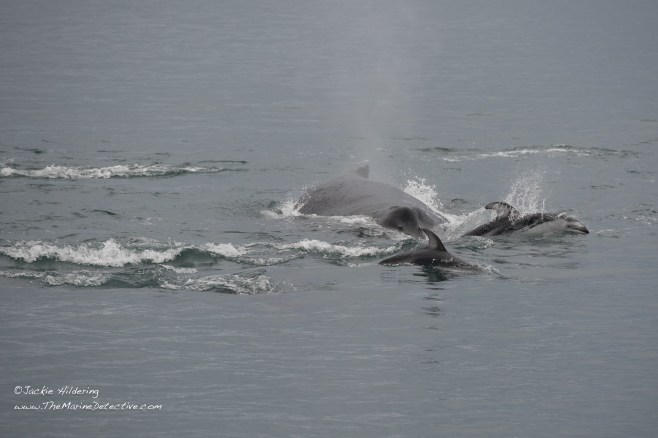 Humpback Whale being mobbed by Pacific White-Sided Dolphins. S/he was repeatedly trumpeting, presumably in exasperation. ©2016 Jackie Hildering.