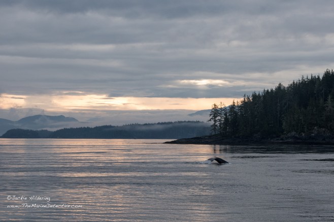 Argonaut the Humpback in the morning light (BCY0729). ©2016 Jackie Hildering.