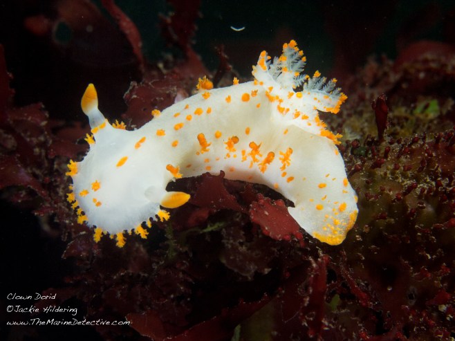 Clown Dorid; gills on right @Jackie Hildering.