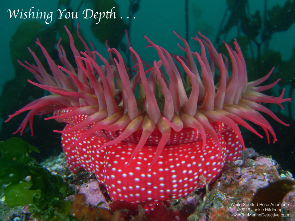 White-Spotted Rose Anemone. I've known this individual for about 8 years. ©2016 Jackie Hildering. 