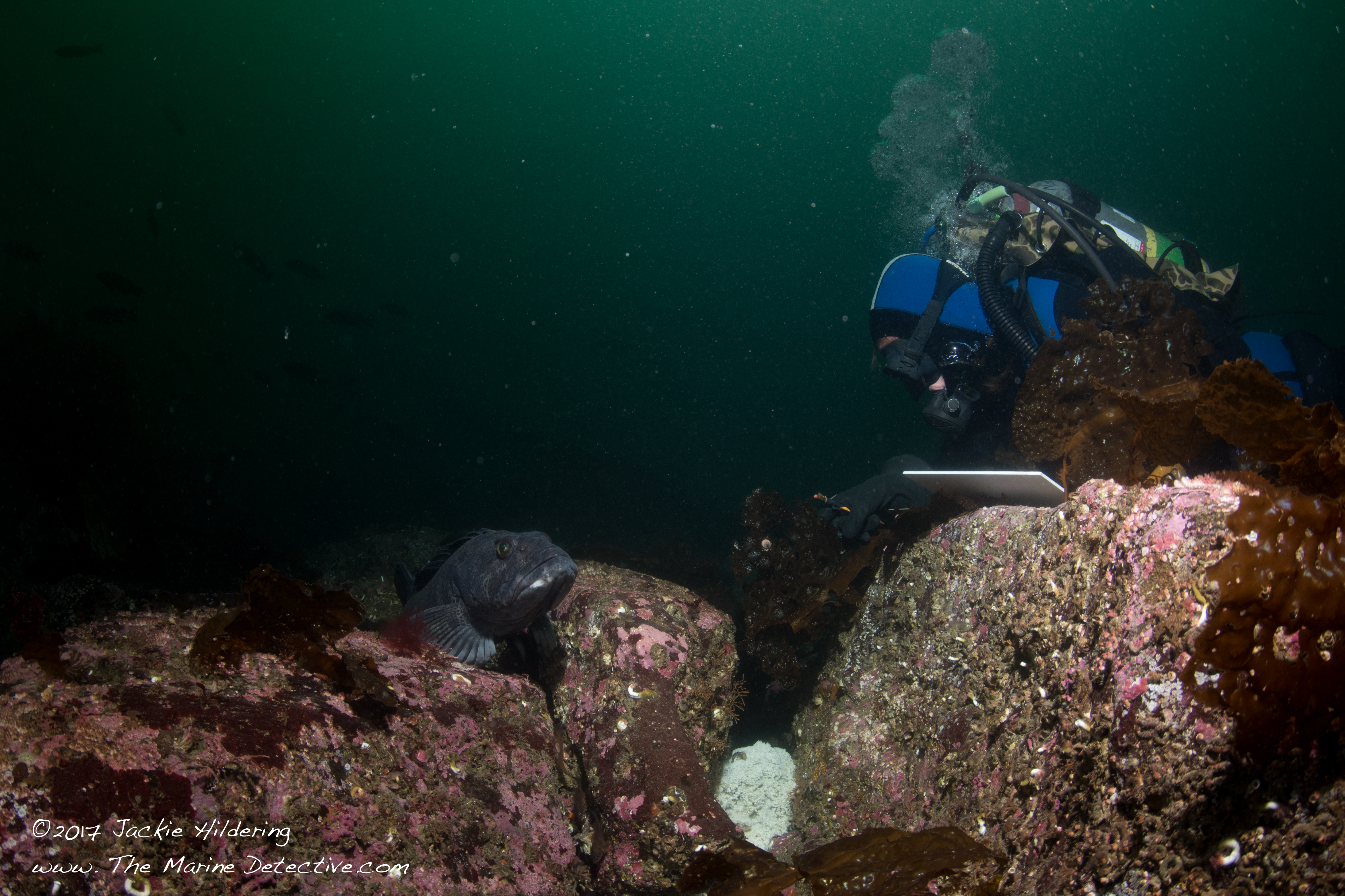 One of yesterday's dives was a Lingcod Egg Mass survey. That's buddy Natasha Dickinson recording depth, size, etc. The males guard the egg masses to ensure their kind has a better chance of survival. More information here. ©2017 Jackie Hildering.