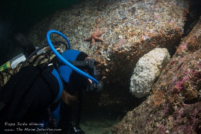 Dive buddy Natasha examining an unguarded egg mass for the Ling Cod Egg Mass survey. ©2017 Jackie Hildering.