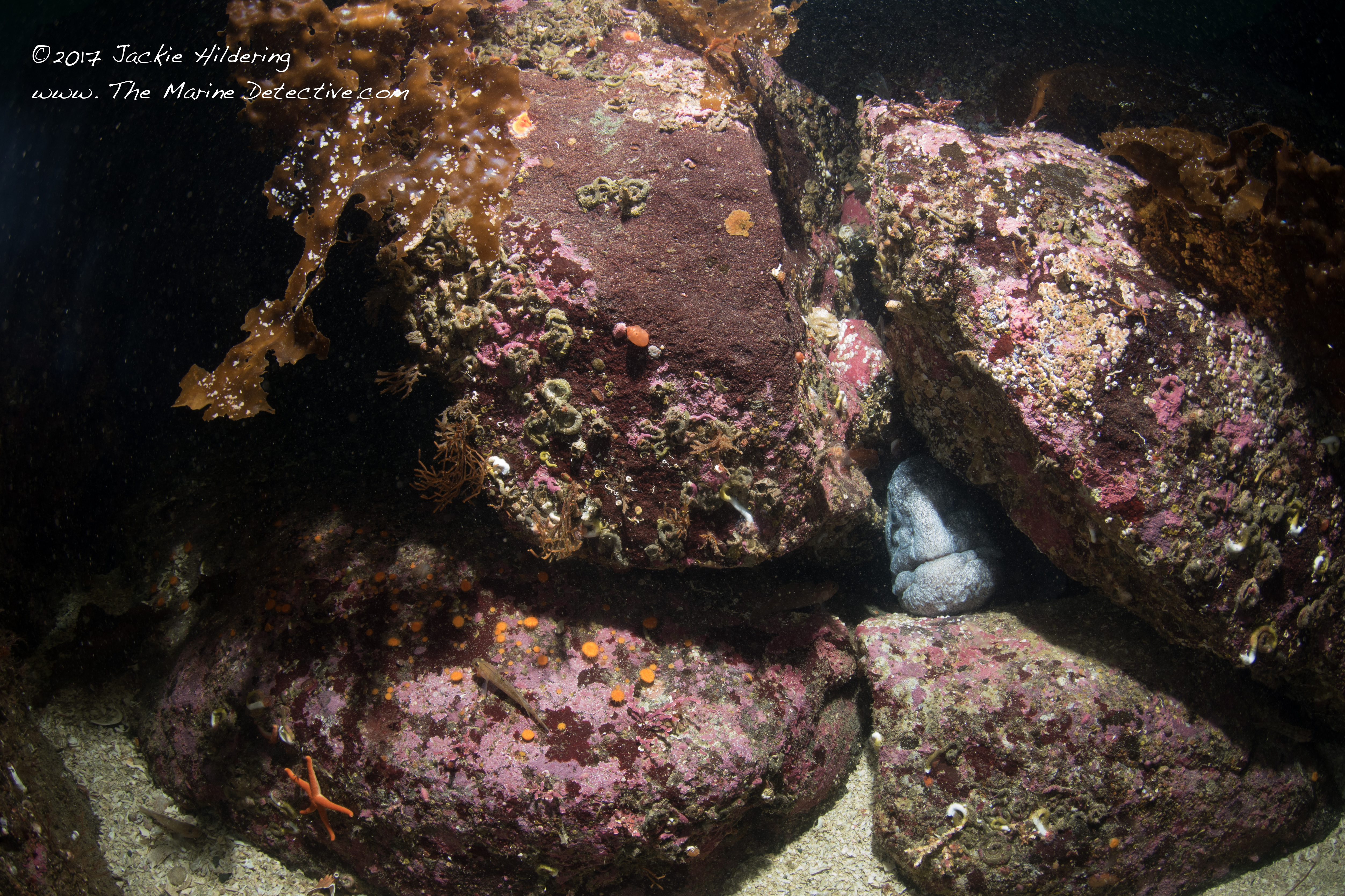 Oops - got distracted from the survey by a mature male Wolf Eel. How could I not?! More on this remarkable species here. ©2017 Jackie Hildering.
