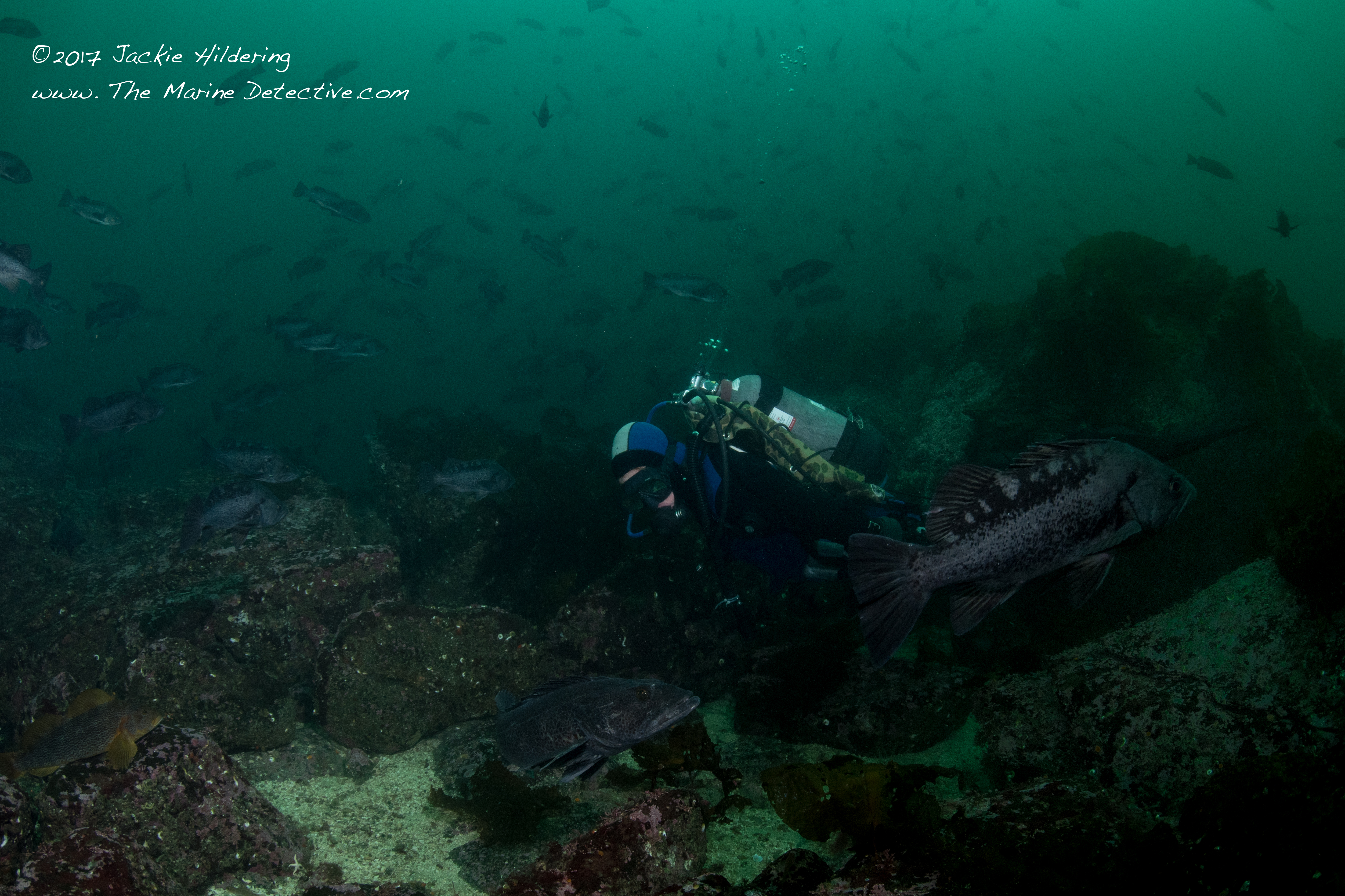 Swimming with the fishes . . . so many fishes and testament to Rock Fish Conservation Areas being so important. Our dive club has been monitoring this site for over 20 years. ©2017 Jackie Hildering.