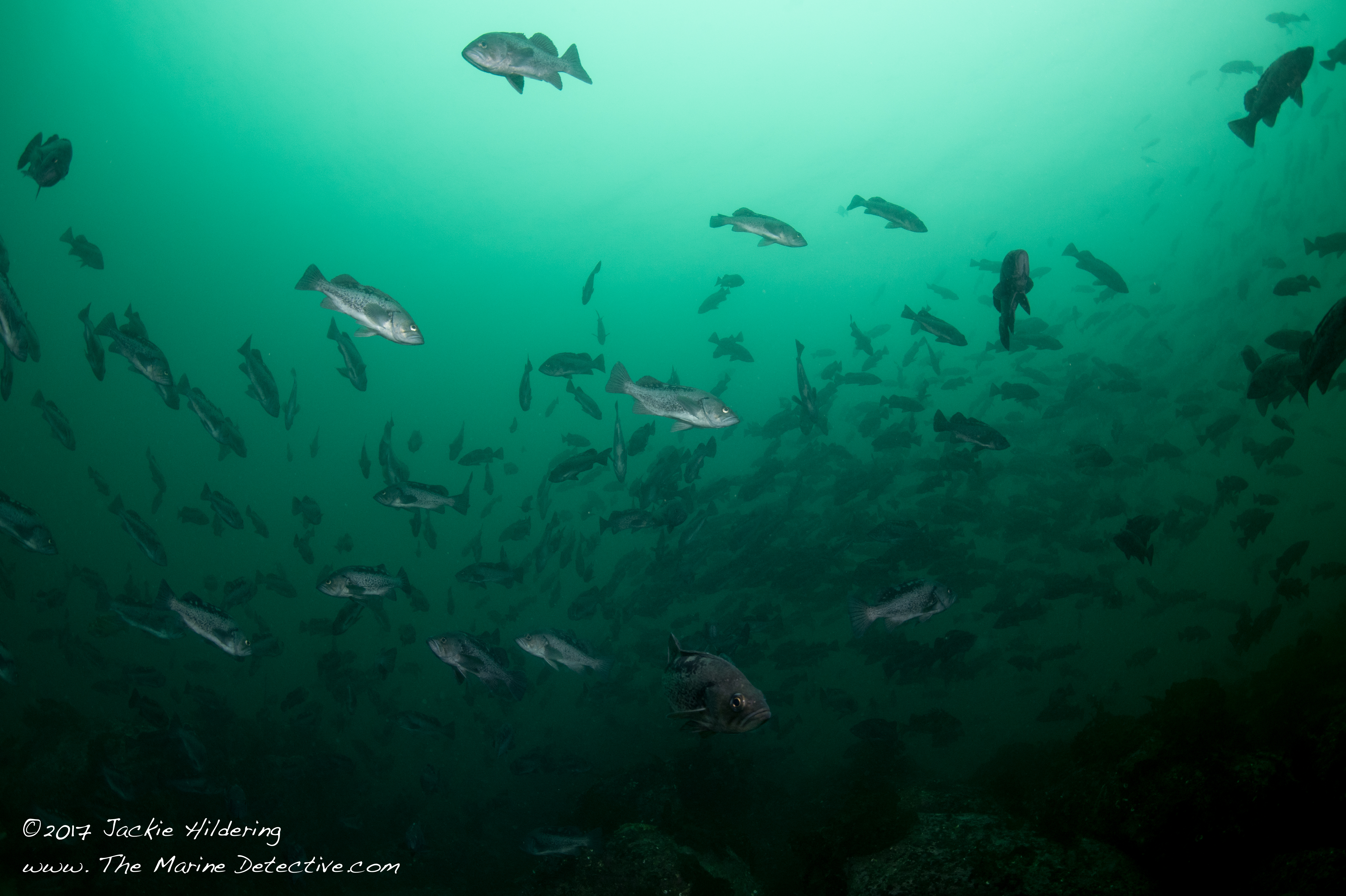 Adrift with so many rockfish during yesterday's dives. ©2017 Jackie Hildering.