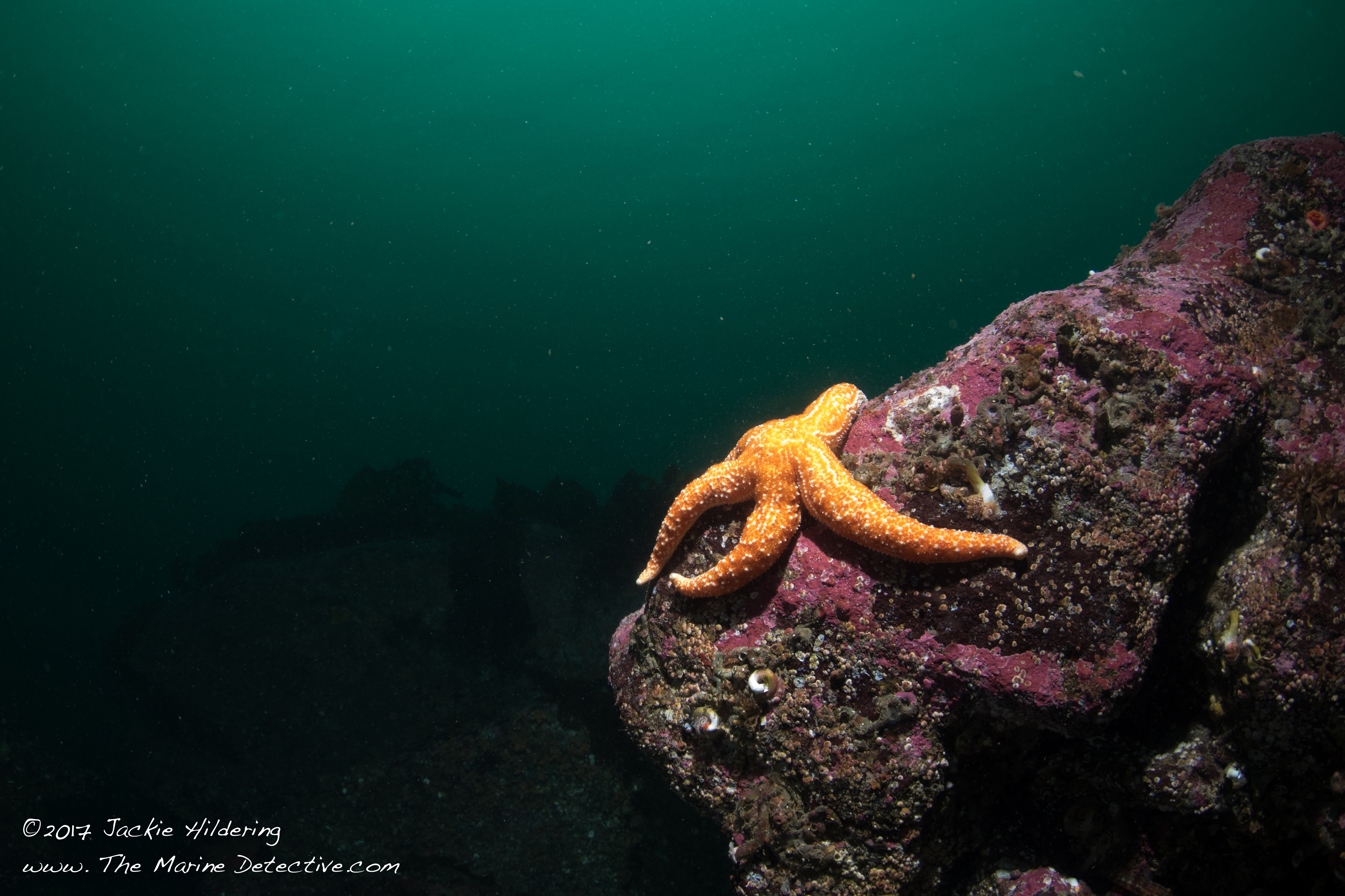 Lone Mottled Star. Yes, the sea stars are still in trouble. An example of how the Ocean may be testifying to environment issues. See here for more. ©2017 Jackie Hildering.