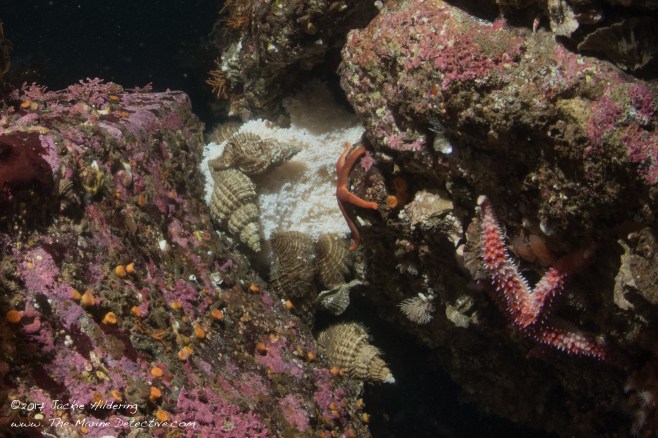 Oregon Tritons (marine snail species) feeding on an unguarded Lingcod Egg Mass. ©2017 Jackie Hildering.