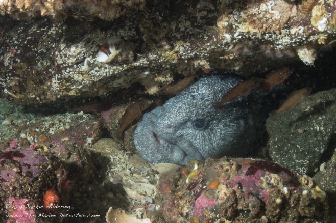 Another "distraction" - mature male Wolf Eel. Intriguing that this one had many juvenile rockfish swimming around his head. ©2017 Jackie Hildering.