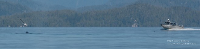 HW_2016-09-29_JH_White Cliffs-13974