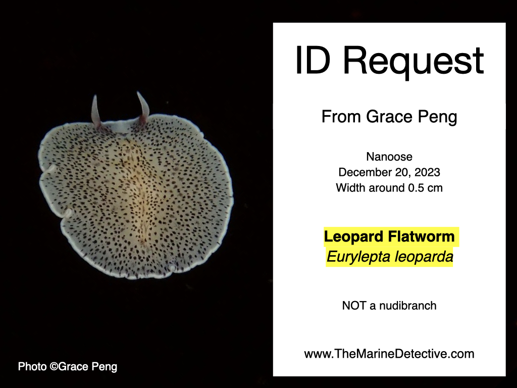 Marine Mysteries.001