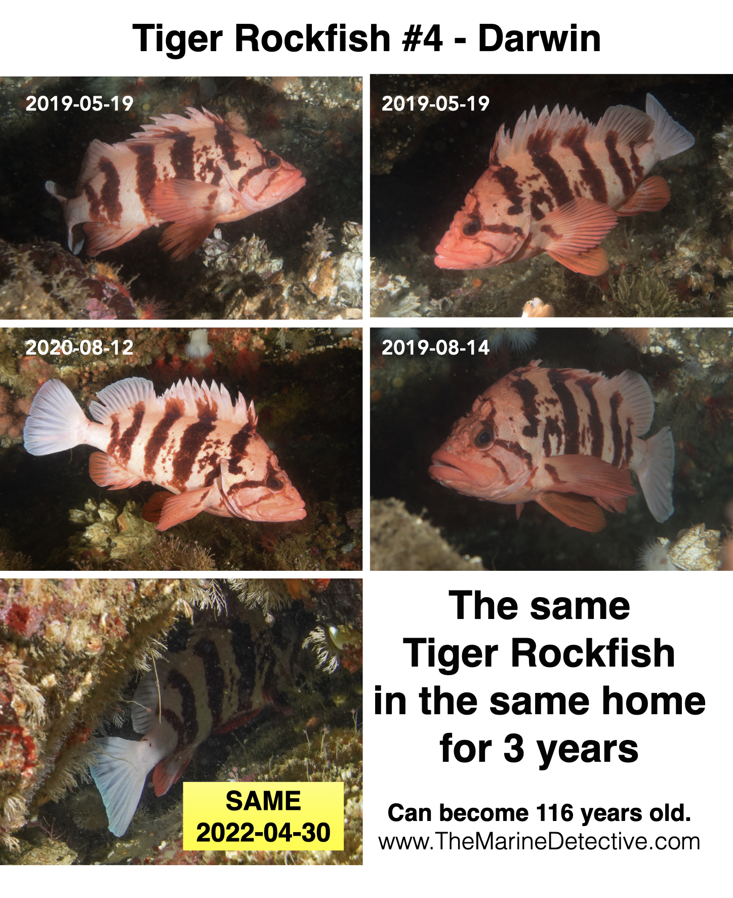 RockfishCatalouge.001