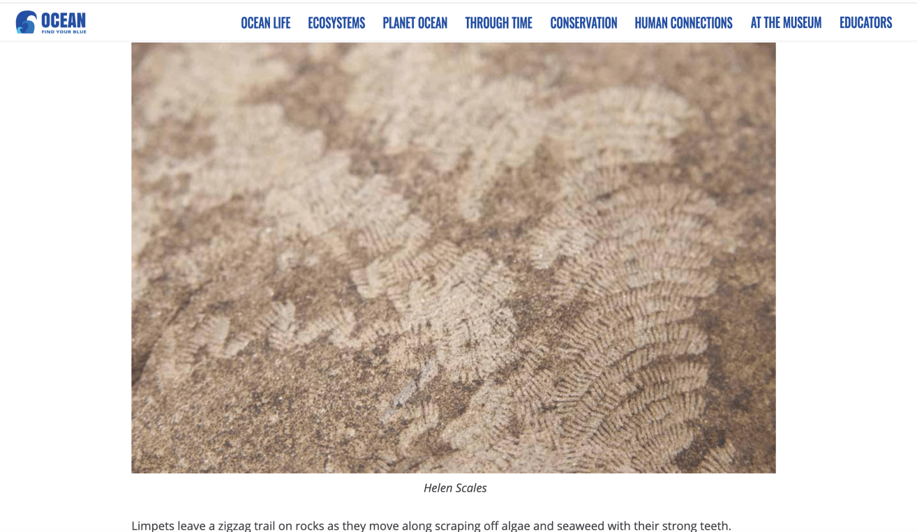 Who Goes There? Scrape marks on rocks. | The Marine Detective