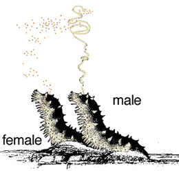 cameronfankboner1986fig10
