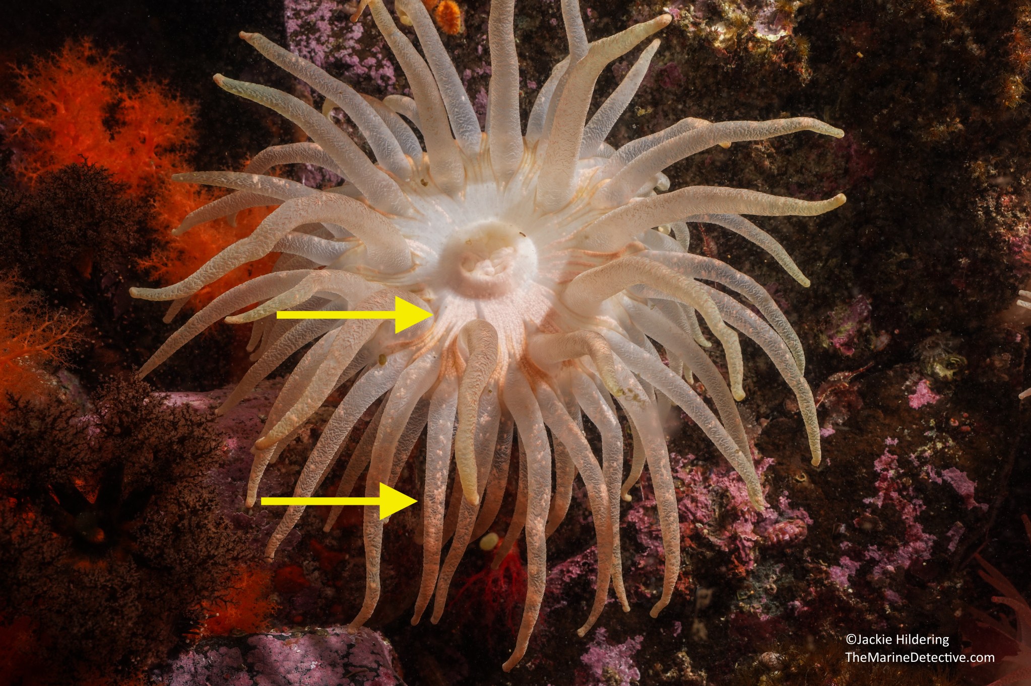 Snake Lock Breeding Blog | The Marine Detective